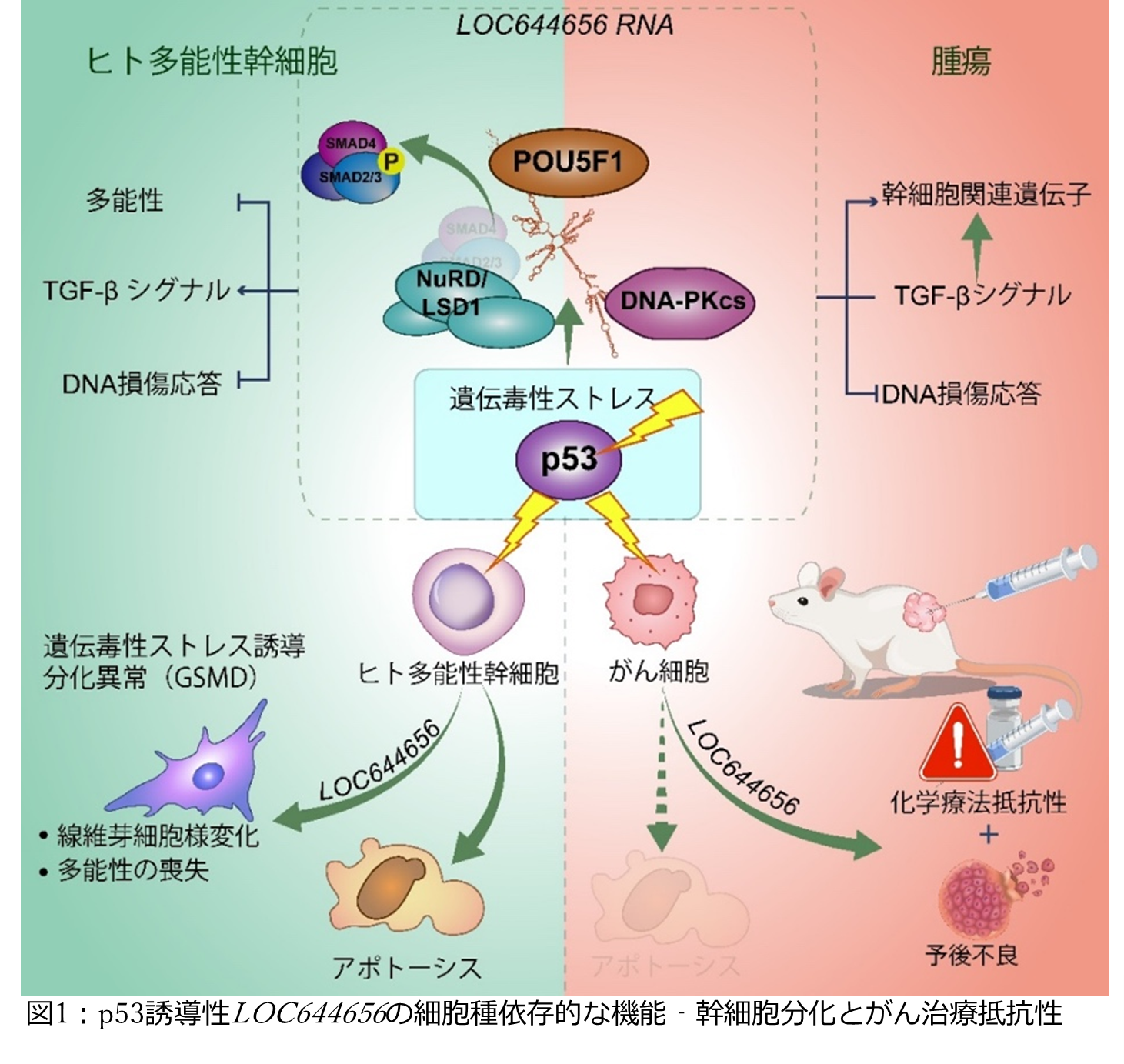 250610_RNA.png